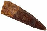 Fossil Spinosaurus Tooth - Real Dinosaur Tooth #311161-1